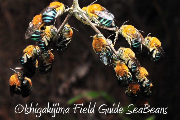 11%e6%9c%8814%e6%97%a5%e7%9f%b3%e5%9e%a3%e5%b3%b6%e3%83%8a%e3%82%a4%e3%83%88%e3%83%84%e3%82%a2%e3%83%bc7