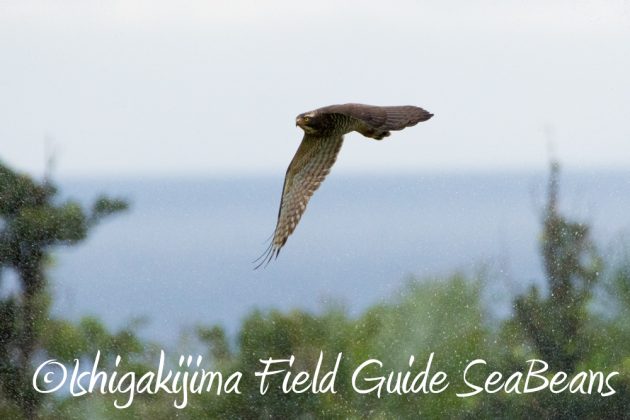 11%e6%9c%8821%e6%97%a5%e7%9f%b3%e5%9e%a3%e5%b3%b6%e3%83%90%e3%83%bc%e3%83%89%e3%82%a6%e3%82%aa%e3%83%83%e3%83%81%e3%83%b3%e3%82%b0%ef%bc%86%e9%87%8e%e9%b3%a5%e6%92%ae%e5%bd%b1%e3%82%ac%e3%82%a4