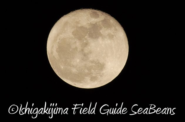 11%e6%9c%8815%e6%97%a5%e7%9f%b3%e5%9e%a3%e5%b3%b6%e3%83%8a%e3%82%a4%e3%83%88%e3%83%84%e3%82%a2%e3%83%bc5