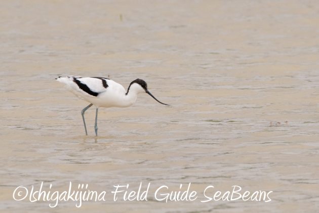 11%e6%9c%8828%e6%97%a5%e7%9f%b3%e5%9e%a3%e5%b3%b6%e3%83%90%e3%83%bc%e3%83%89%e3%82%a6%e3%82%aa%e3%83%83%e3%83%81%e3%83%b3%e3%82%b0%e3%82%ac%e3%82%a4%e3%83%897