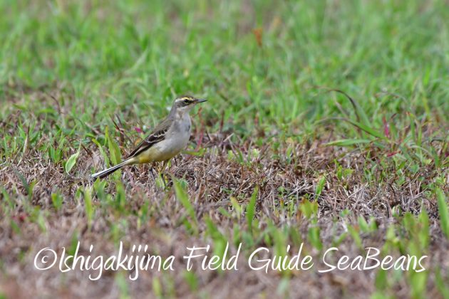 11%e6%9c%8821%e6%97%a5%e7%9f%b3%e5%9e%a3%e5%b3%b6%e3%83%90%e3%83%bc%e3%83%89%e3%82%a6%e3%82%aa%e3%83%83%e3%83%81%e3%83%b3%e3%82%b0%ef%bc%86%e9%87%8e%e9%b3%a5%e6%92%ae%e5%bd%b1%e3%82%ac%e3%82%a4