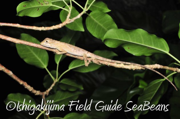 11%e6%9c%8825%e6%97%a5%e7%9f%b3%e5%9e%a3%e5%b3%b6%e3%83%8a%e3%82%a4%e3%83%88%e3%83%84%e3%82%a2%e3%83%bc6