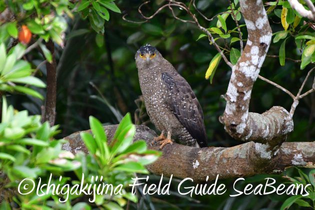 11%e6%9c%882%e6%97%a5%e7%9f%b3%e5%9e%a3%e5%b3%b6%e3%83%90%e3%83%bc%e3%83%89%e3%82%a6%e3%82%aa%e3%83%83%e3%83%81%e3%83%b3%e3%82%b0%ef%bc%86%e9%87%8e%e9%b3%a5%e6%92%ae%e5%bd%b1%e3%82%ac%e3%82%a4