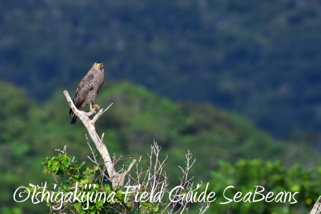 11%e6%9c%8811%e6%97%a5%e7%9f%b3%e5%9e%a3%e5%b3%b6%e3%82%ab%e3%83%b3%e3%83%a0%e3%83%aa%e3%83%af%e3%82%b7%e6%92%ae%e5%bd%b1%e3%80%81%e3%83%90%e3%83%bc%e3%83%89%e3%82%a6%e3%82%aa%e3%83%83%e3%83%81