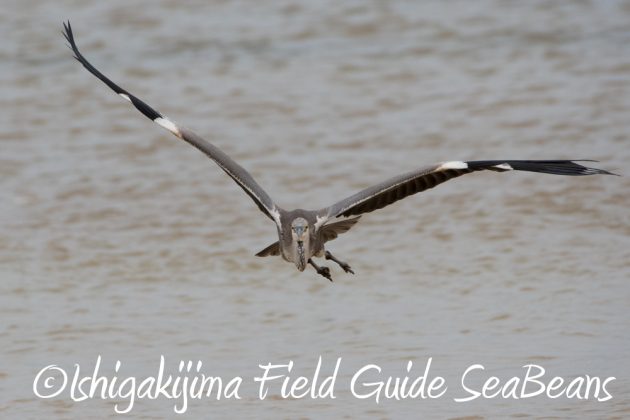 11%e6%9c%8823%e6%97%a5%e7%9f%b3%e5%9e%a3%e5%b3%b6%e3%83%90%e3%83%bc%e3%83%89%e3%82%a6%e3%82%aa%e3%83%83%e3%83%81%e3%83%b3%e3%82%b0%ef%bc%86%e9%87%8e%e9%b3%a5%e8%a6%b3%e5%af%9f%e3%82%ac%e3%82%a4