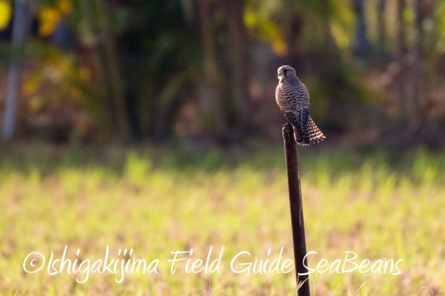 11%e6%9c%8819%e6%97%a5%e7%9f%b3%e5%9e%a3%e5%b3%b6%e3%83%90%e3%83%bc%e3%83%89%e3%82%a6%e3%82%aa%e3%83%83%e3%83%81%e3%83%b3%e3%82%b0%ef%bc%86%e9%87%8e%e9%b3%a5%e6%92%ae%e5%bd%b1%e3%82%ac%e3%82%a4