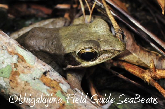 11%e6%9c%8830%e6%97%a5%e7%9f%b3%e5%9e%a3%e5%b3%b6%e3%83%8a%e3%82%a4%e3%83%88%e3%83%84%e3%82%a2%e3%83%bc9