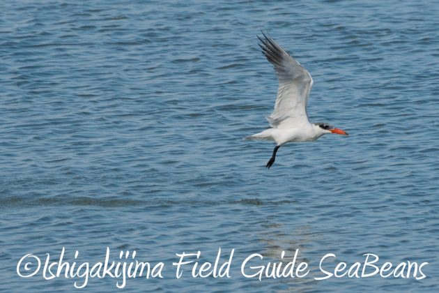 11%e6%9c%889%e6%97%a5%e7%9f%b3%e5%9e%a3%e5%b3%b6%e3%83%90%e3%83%bc%e3%83%89%e3%82%a6%e3%82%aa%e3%83%83%e3%83%81%e3%83%b3%e3%82%b0%ef%bc%86%e9%87%8e%e9%b3%a5%e6%92%ae%e5%bd%b13