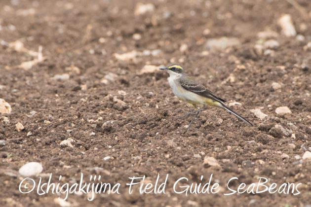 11%e6%9c%8820%e6%97%a5%e7%9f%b3%e5%9e%a3%e5%b3%b6%e3%83%90%e3%83%bc%e3%83%89%e3%82%a6%e3%82%aa%e3%83%83%e3%83%81%e3%83%b3%e3%82%b0%ef%bc%86%e9%87%8e%e9%b3%a5%e6%92%ae%e5%bd%b1%e3%82%ac%e3%82%a4