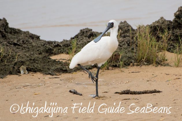 11%e6%9c%8821%e6%97%a5%e7%9f%b3%e5%9e%a3%e5%b3%b6%e3%83%90%e3%83%bc%e3%83%89%e3%82%a6%e3%82%aa%e3%83%83%e3%83%81%e3%83%b3%e3%82%b0%ef%bc%86%e9%87%8e%e9%b3%a5%e6%92%ae%e5%bd%b1%e3%82%ac%e3%82%a4