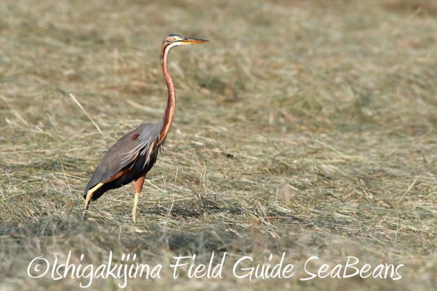 11%e6%9c%886%e6%97%a5%e7%9f%b3%e5%9e%a3%e5%b3%b6%e3%83%90%e3%83%bc%e3%83%89%e3%82%a6%e3%82%aa%e3%83%83%e3%83%81%e3%83%b3%e3%82%b0%ef%bc%86%e9%87%8e%e9%b3%a5%e6%92%ae%e5%bd%b1%e3%82%ac%e3%82%a4