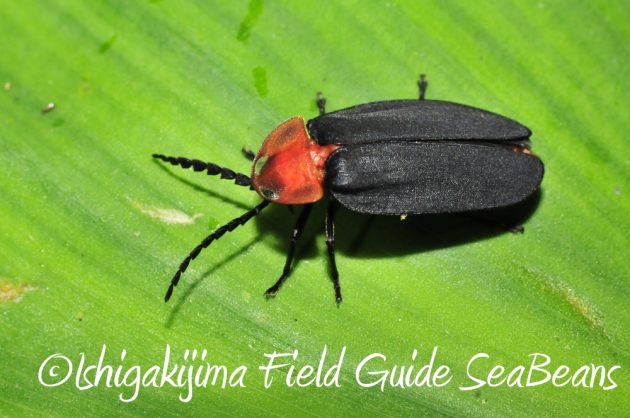 11%e6%9c%886%e6%97%a5%e7%9f%b3%e5%9e%a3%e5%b3%b6%e3%83%8a%e3%82%a4%e3%83%88%e3%83%84%e3%82%a2%e3%83%bc5