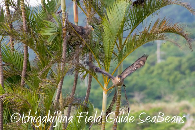 11%e6%9c%8811%e6%97%a5%e7%9f%b3%e5%9e%a3%e5%b3%b6%e3%82%ab%e3%83%b3%e3%83%a0%e3%83%aa%e3%83%af%e3%82%b7%e6%92%ae%e5%bd%b1%e3%80%81%e3%83%90%e3%83%bc%e3%83%89%e3%82%a6%e3%82%aa%e3%83%83%e3%83%81