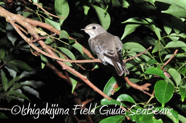 11%e6%9c%881%e6%97%a5%e7%9f%b3%e5%9e%a3%e5%b3%b6%e3%83%8a%e3%82%a4%e3%83%88%e3%83%84%e3%82%a2%e3%83%bc8