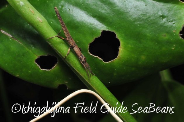 11%e6%9c%887%e6%97%a5%e7%9f%b3%e5%9e%a3%e5%b3%b6%e3%83%8a%e3%82%a4%e3%83%88%e3%83%84%e3%82%a2%e3%83%bc15