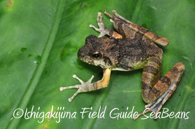 11%e6%9c%8822%e6%97%a5%e7%9f%b3%e5%9e%a3%e5%b3%b6%e3%83%8a%e3%82%a4%e3%83%88%e3%83%84%e3%82%a2%e3%83%bc7