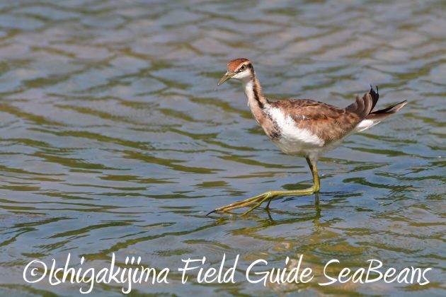 11%e6%9c%886%e6%97%a5%e7%9f%b3%e5%9e%a3%e5%b3%b6%e3%83%90%e3%83%bc%e3%83%89%e3%82%a6%e3%82%aa%e3%83%83%e3%83%81%e3%83%b3%e3%82%b0%ef%bc%86%e9%87%8e%e9%b3%a5%e6%92%ae%e5%bd%b1%e3%82%ac%e3%82%a4