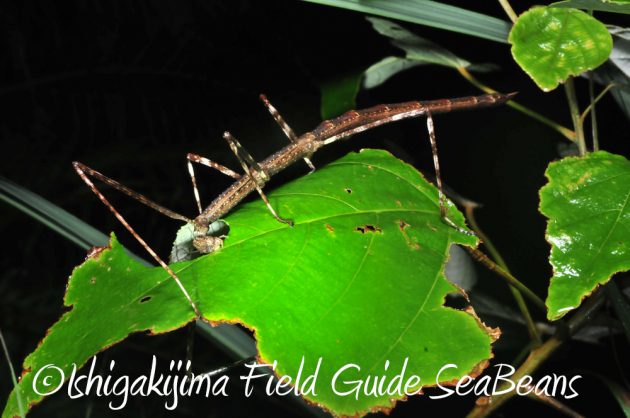 11%e6%9c%8820%e6%97%a5%e7%9f%b3%e5%9e%a3%e5%b3%b6%e3%83%8a%e3%82%a4%e3%83%88%e3%83%84%e3%82%a2%e3%83%bc5