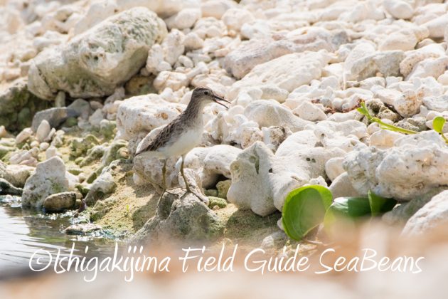 11%e6%9c%8819%e6%97%a5%e7%9f%b3%e5%9e%a3%e5%b3%b6%e3%83%90%e3%83%bc%e3%83%89%e3%82%a6%e3%82%aa%e3%83%83%e3%83%81%e3%83%b3%e3%82%b0%ef%bc%86%e9%87%8e%e9%b3%a5%e6%92%ae%e5%bd%b1%e3%82%ac%e3%82%a4