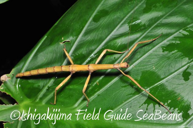 11%e6%9c%8825%e6%97%a5%e7%9f%b3%e5%9e%a3%e5%b3%b6%e3%83%8a%e3%82%a4%e3%83%88%e3%83%84%e3%82%a2%e3%83%bc15