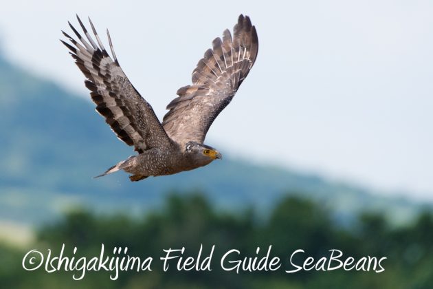 11%e6%9c%886%e6%97%a5%e7%9f%b3%e5%9e%a3%e5%b3%b6%e3%83%90%e3%83%bc%e3%83%89%e3%82%a6%e3%82%aa%e3%83%83%e3%83%81%e3%83%b3%e3%82%b0%ef%bc%86%e9%87%8e%e9%b3%a5%e6%92%ae%e5%bd%b1%e3%82%ac%e3%82%a4