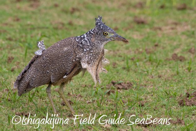 11%e6%9c%8828%e6%97%a5%e7%9f%b3%e5%9e%a3%e5%b3%b6%e3%83%90%e3%83%bc%e3%83%89%e3%82%a6%e3%82%aa%e3%83%83%e3%83%81%e3%83%b3%e3%82%b0%e3%82%ac%e3%82%a4%e3%83%8911