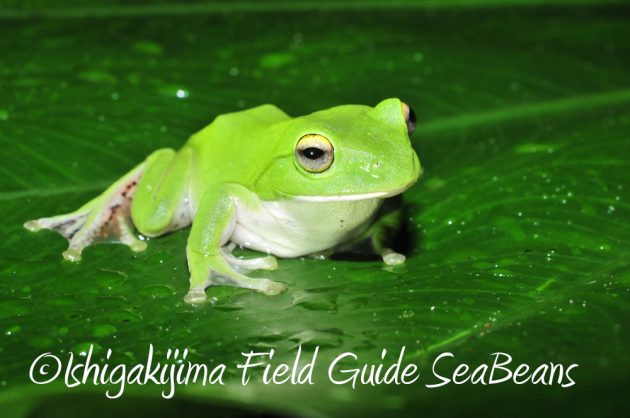 11%e6%9c%881%e6%97%a5%e7%9f%b3%e5%9e%a3%e5%b3%b6%e3%83%8a%e3%82%a4%e3%83%88%e3%83%84%e3%82%a2%e3%83%bc4