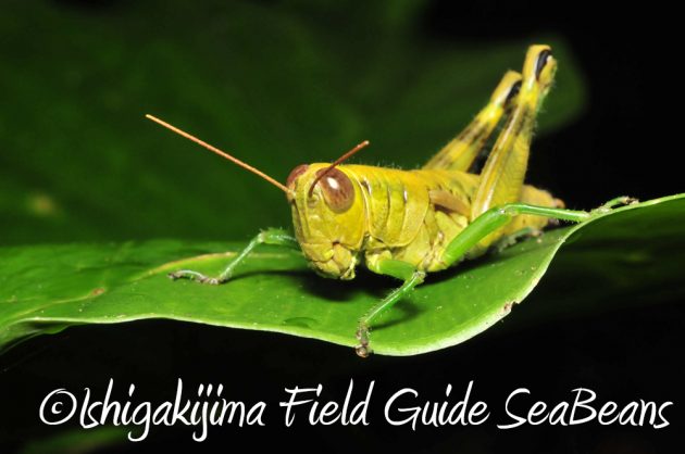 11%e6%9c%8818%e6%97%a5%e7%9f%b3%e5%9e%a3%e5%b3%b6%e3%83%8a%e3%82%a4%e3%83%88%e3%83%84%e3%82%a2%e3%83%bc17