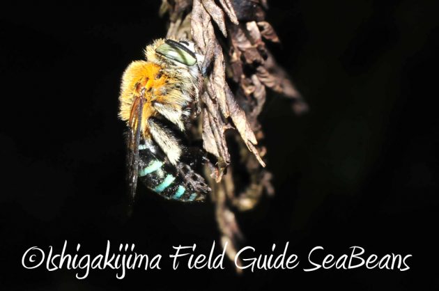 11%e6%9c%883%e6%97%a5%e7%9f%b3%e5%9e%a3%e5%b3%b6%e3%83%8a%e3%82%a4%e3%83%88%e3%83%84%e3%82%a2%e3%83%bc7