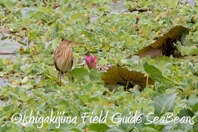 11%e6%9c%8821%e6%97%a5%e7%9f%b3%e5%9e%a3%e5%b3%b6%e3%83%90%e3%83%bc%e3%83%89%e3%82%a6%e3%82%aa%e3%83%83%e3%83%81%e3%83%b3%e3%82%b0%ef%bc%86%e9%87%8e%e9%b3%a5%e6%92%ae%e5%bd%b1%e3%82%ac%e3%82%a4