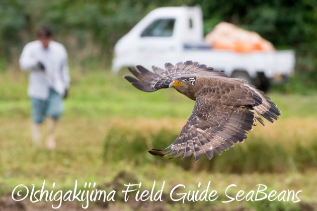 11%e6%9c%8822%e6%97%a5%e7%9f%b3%e5%9e%a3%e5%b3%b6%e3%83%90%e3%83%bc%e3%83%89%e3%82%a6%e3%82%aa%e3%83%83%e3%83%81%e3%83%b3%e3%82%b0%ef%bc%86%e9%87%8e%e9%b3%a5%e6%92%ae%e5%bd%b116