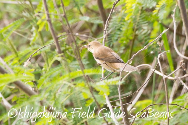 11%e6%9c%885%e6%97%a5%e7%9f%b3%e5%9e%a3%e5%b3%b6%e3%81%ae%e9%87%8e%e9%b3%a5%e3%82%aa%e3%82%aa%e3%83%a8%e3%82%b7%e3%82%ad%e3%83%aa4