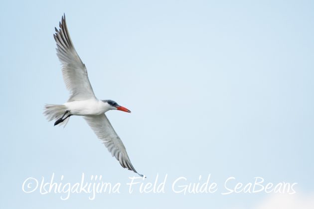 11%e6%9c%886%e6%97%a5%e7%9f%b3%e5%9e%a3%e5%b3%b6%e3%83%90%e3%83%bc%e3%83%89%e3%82%a6%e3%82%aa%e3%83%83%e3%83%81%e3%83%b3%e3%82%b0%ef%bc%86%e9%87%8e%e9%b3%a5%e6%92%ae%e5%bd%b1%e3%82%ac%e3%82%a4