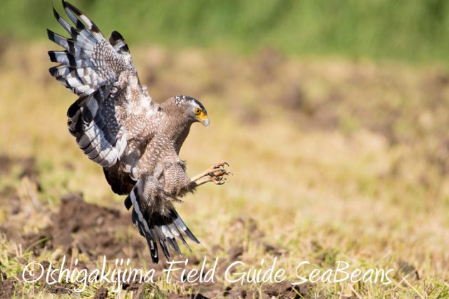 11%e6%9c%8814%e6%97%a5%e7%9f%b3%e5%9e%a3%e5%b3%b6%e3%83%90%e3%83%bc%e3%83%89%e3%82%a6%e3%82%aa%e3%83%83%e3%83%81%e3%83%b3%e3%82%b0%ef%bc%86%e9%87%8e%e9%b3%a5%e6%92%ae%e5%bd%b1%e3%82%ac%e3%82%a4