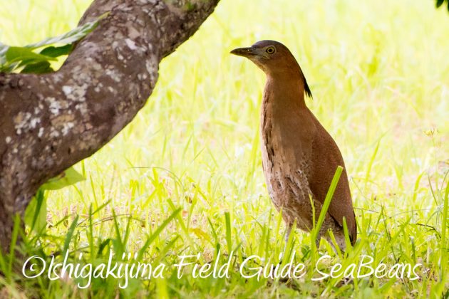 11%e6%9c%883%e6%97%a5%e9%b3%a5%e7%8d%a3%e4%bf%9d%e8%ad%b7%e5%8c%ba%e5%9f%9f%e7%ad%89%e5%b7%a1%e5%9b%9e%e8%aa%bf%e6%9f%bb2