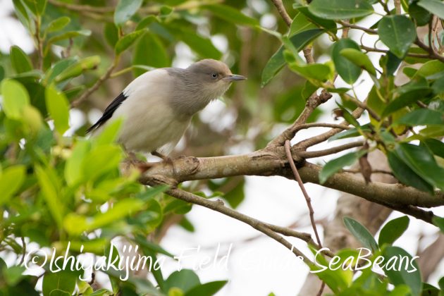 11%e6%9c%889%e6%97%a5%e7%9f%b3%e5%9e%a3%e5%b3%b6%e3%83%90%e3%83%bc%e3%83%89%e3%82%a6%e3%82%aa%e3%83%83%e3%83%81%e3%83%b3%e3%82%b0%ef%bc%86%e9%87%8e%e9%b3%a5%e6%92%ae%e5%bd%b16