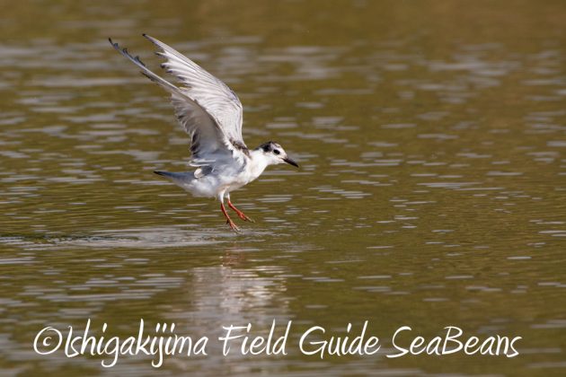 11%e6%9c%8814%e6%97%a5%e7%9f%b3%e5%9e%a3%e5%b3%b6%e3%83%90%e3%83%bc%e3%83%89%e3%82%a6%e3%82%aa%e3%83%83%e3%83%81%e3%83%b3%e3%82%b0%ef%bc%86%e9%87%8e%e9%b3%a5%e6%92%ae%e5%bd%b1%e3%82%ac%e3%82%a4