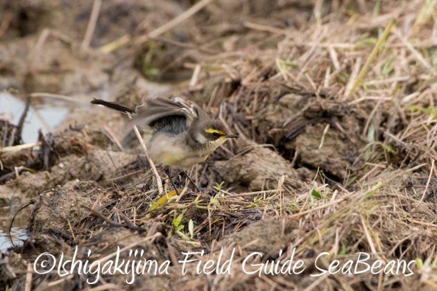 11%e6%9c%8828%e6%97%a5%e7%9f%b3%e5%9e%a3%e5%b3%b6%e3%83%90%e3%83%bc%e3%83%89%e3%82%a6%e3%82%aa%e3%83%83%e3%83%81%e3%83%b3%e3%82%b0%e3%82%ac%e3%82%a4%e3%83%896