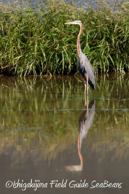 11%e6%9c%8813%e6%97%a5%e7%9f%b3%e5%9e%a3%e5%b3%b6%e3%83%90%e3%83%bc%e3%83%89%e3%82%a6%e3%82%aa%e3%83%83%e3%83%81%e3%83%b3%e3%82%b0%ef%bc%86%e9%87%8e%e9%b3%a5%e6%92%ae%e5%bd%b1%e3%82%ac%e3%82%a4