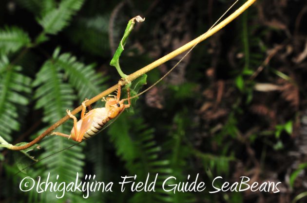 11%e6%9c%8814%e6%97%a5%e7%9f%b3%e5%9e%a3%e5%b3%b6%e3%83%8a%e3%82%a4%e3%83%88%e3%83%84%e3%82%a2%e3%83%bc8