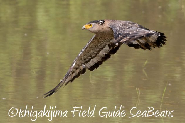 11%e6%9c%8813%e6%97%a5%e7%9f%b3%e5%9e%a3%e5%b3%b6%e3%83%90%e3%83%bc%e3%83%89%e3%82%a6%e3%82%aa%e3%83%83%e3%83%81%e3%83%b3%e3%82%b0%ef%bc%86%e9%87%8e%e9%b3%a5%e6%92%ae%e5%bd%b1%e3%82%ac%e3%82%a4