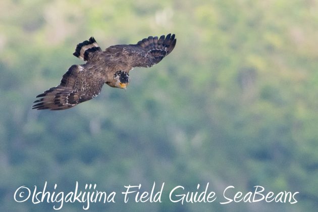 11%e6%9c%8811%e6%97%a5%e7%9f%b3%e5%9e%a3%e5%b3%b6%e3%82%ab%e3%83%b3%e3%83%a0%e3%83%aa%e3%83%af%e3%82%b7%e6%92%ae%e5%bd%b1%e3%80%81%e3%83%90%e3%83%bc%e3%83%89%e3%82%a6%e3%82%aa%e3%83%83%e3%83%81