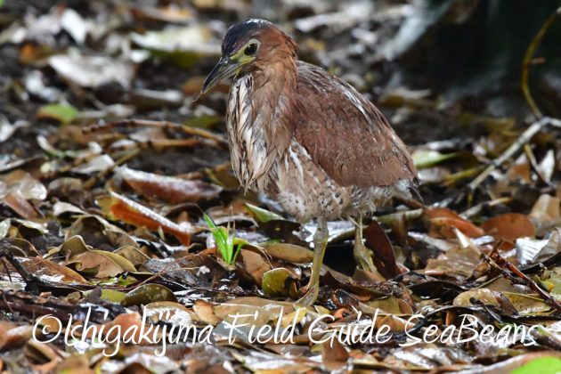 11%e6%9c%8820%e6%97%a5%e7%9f%b3%e5%9e%a3%e5%b3%b6%e3%83%90%e3%83%bc%e3%83%89%e3%82%a6%e3%82%aa%e3%83%83%e3%83%81%e3%83%b3%e3%82%b0%ef%bc%86%e9%87%8e%e9%b3%a5%e6%92%ae%e5%bd%b1%e3%82%ac%e3%82%a4