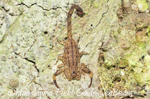 11%e6%9c%882%e6%97%a5%e7%9f%b3%e5%9e%a3%e5%b3%b6%e3%83%8a%e3%82%a4%e3%83%88%e3%83%84%e3%82%a2%e3%83%bc18