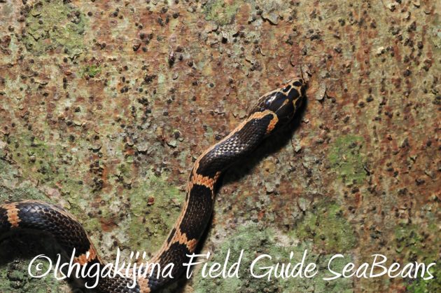 11%e6%9c%887%e6%97%a5%e7%9f%b3%e5%9e%a3%e5%b3%b6%e3%83%8a%e3%82%a4%e3%83%88%e3%83%84%e3%82%a2%e3%83%bc9