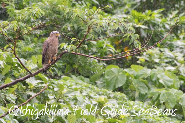 11%e6%9c%8823%e6%97%a5%e7%9f%b3%e5%9e%a3%e5%b3%b6%e3%83%90%e3%83%bc%e3%83%89%e3%82%a6%e3%82%aa%e3%83%83%e3%83%81%e3%83%b3%e3%82%b0%ef%bc%86%e9%87%8e%e9%b3%a5%e8%a6%b3%e5%af%9f%e3%82%ac%e3%82%a4