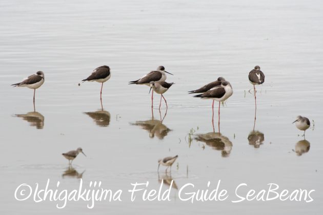 11%e6%9c%8821%e6%97%a5%e7%9f%b3%e5%9e%a3%e5%b3%b6%e3%83%90%e3%83%bc%e3%83%89%e3%82%a6%e3%82%aa%e3%83%83%e3%83%81%e3%83%b3%e3%82%b0%ef%bc%86%e9%87%8e%e9%b3%a5%e6%92%ae%e5%bd%b1%e3%82%ac%e3%82%a4