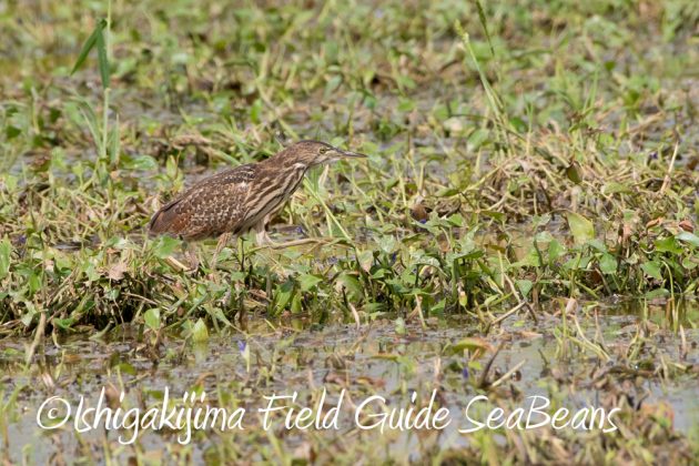 11%e6%9c%8819%e6%97%a5%e7%9f%b3%e5%9e%a3%e5%b3%b6%e3%83%90%e3%83%bc%e3%83%89%e3%82%a6%e3%82%aa%e3%83%83%e3%83%81%e3%83%b3%e3%82%b0%ef%bc%86%e9%87%8e%e9%b3%a5%e6%92%ae%e5%bd%b1%e3%82%ac%e3%82%a4