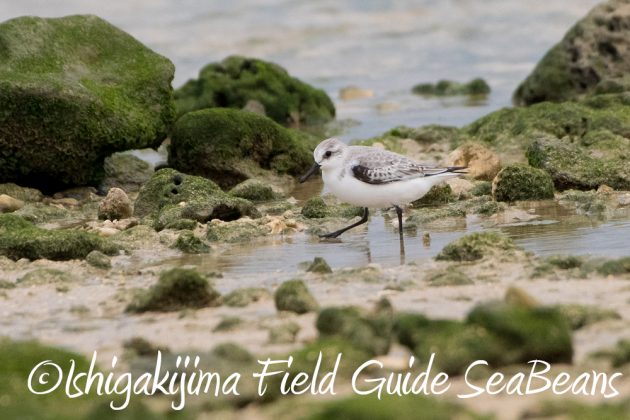 11%e6%9c%8828%e6%97%a5%e7%9f%b3%e5%9e%a3%e5%b3%b6%e3%83%90%e3%83%bc%e3%83%89%e3%82%a6%e3%82%aa%e3%83%83%e3%83%81%e3%83%b3%e3%82%b0%e3%82%ac%e3%82%a4%e3%83%8925