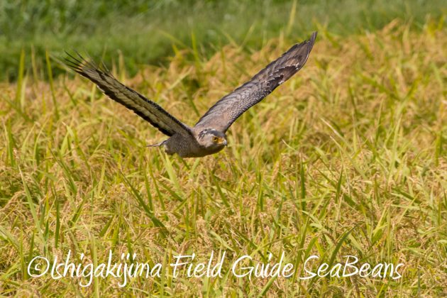 11%e6%9c%8817%e6%97%a5%e7%9f%b3%e5%9e%a3%e5%b3%b6%e3%83%90%e3%83%bc%e3%83%89%e3%82%a6%e3%82%aa%e3%83%83%e3%83%81%e3%83%b3%e3%82%b0%ef%bc%86%e9%87%8e%e9%b3%a5%e8%a6%b3%e5%af%9f%e3%83%84%e3%82%a2